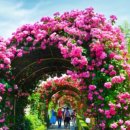 장미의거리3 이미지