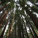 레드우드 이미지