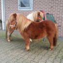 미니마차 이미지