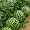 양심판사의 편지 이미지