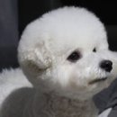 도리앤펫 네이버블로그