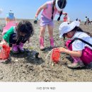 연간 12만 명 찾는 갯벌 체험장…경기도, 패류 중금속 안전성조사 추진- 4월 시범조사 거쳐 6월부터 본격 조사 추진 중 이미지