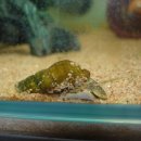 레드팬더 이미지