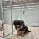 이정훈 강아지 하남본점 이미지