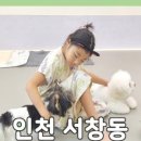 약지애견카페 이미지