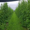 여주-1036 이미지