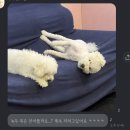 두두펫케어 | 내가 기억하려고 적는 [11월 일상 2]🤔