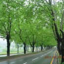 청주가로수길 이미지