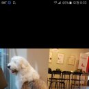 위드독스 이미지