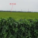 교동면-4 이미지