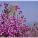 대구 달성 / 비슬산 꽃축제 4월26일 ~ 5월3일 이미지