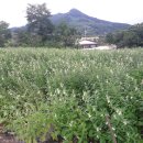 충주 행복한 농장 이미지