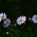 쑥부쟁이 이미지