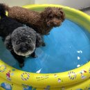 댕댕미장원 이미지