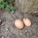 이레 양계장 이미지