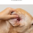 괜찮아동물병원 이미지