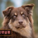 미지 펫살롱 네이버블로그