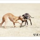 샴프네집 이미지