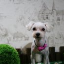 숑숑펫살롱 이미지