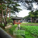 소나무숲 - 강릉시 독송길110번길 34 | 소나무숲