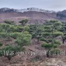 적송 Daum카페