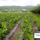 진성2농장 이미지