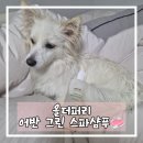서울숲 dogs | [샴푸] 죽은털 제거에 효과적인 올더퍼리 어반 그린 스파샴푸 폴 독스
