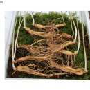 농업회사법인 자연이랑 주식회사 이미지