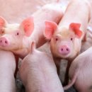 완월동270 이미지