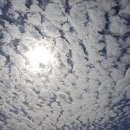 개. 이쁜날 이미지