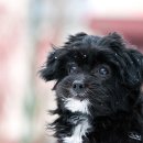 꿀강아지 이미지