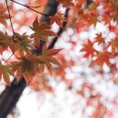 산호대로-2 이미지