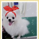 독한고양이애견전문샵 이미지