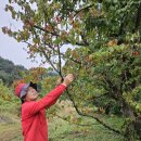 산수유고장