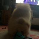 도그파우 이미지