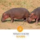 하마인포 네이버블로그