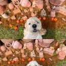 돌담펫호텔 이미지