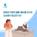 메디너스 | 강아지 기관지질환·폐수종 관리, 산소방이 필요한 이유