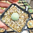 철용농장 이미지