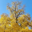 의령 세간리 은행나무 이미지