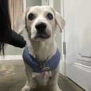 멍그니엘 애견호텔 수원점 이미지