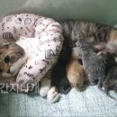 간지나개 이미지