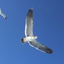 갈매기의 꿈 이미지