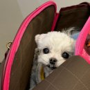 우리동물메디컬센터 | 강아지 간종양 직접 다녀와본 진료 후기 본동물메디컬센터