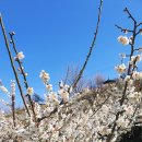 섬진마을주차장 소 이미지