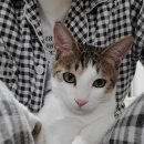 캣터링 | [체험단 후기][피터페터] 고양이 유전자 검사 서비스 '캣터링'