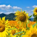 해바라기 하나 이미지