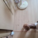 안산 마루병원 | 🐕 안산 오피스텔 반려견 때문에 손상된 강화마루 부분교체 후기!