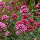 레드발레리안 [Red valerian, 센트란투스 루버 (Centranthus ruber)] 이미지