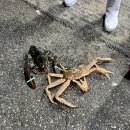 농수산물 직판장 | 구리 횟집 추천｜제철 대방어 제대로 먹은 구리농수산물시장 사랑수산